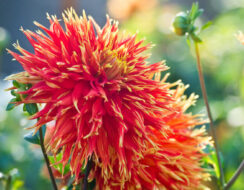 Dahlia Show ‘n’ Tell