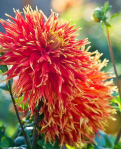 Dahlia Show ‘n’ Tell