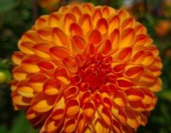 Dahlia Souvenir d’Été