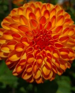 Dahlia Souvenir d’Été