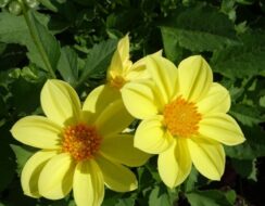 Dahlia Topmix Yellow
