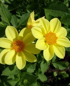 Dahlia Topmix Yellow