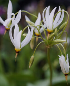 Dodecatheon Media Alba