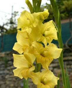Gladioli Bananarama