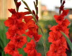 Gladioli Fortuna Red