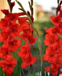 Gladioli Fortuna Red