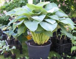 Hosta Empress Wu