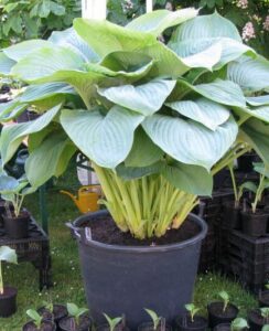 Hosta Empress Wu