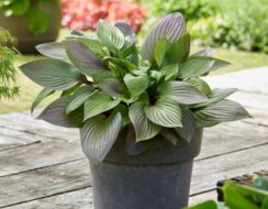Hosta First Blush