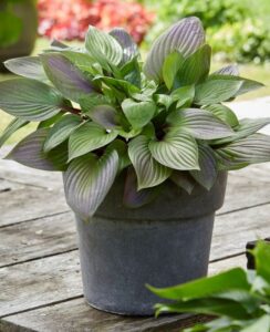 Hosta First Blush