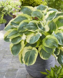 Hosta Orion’s Belt