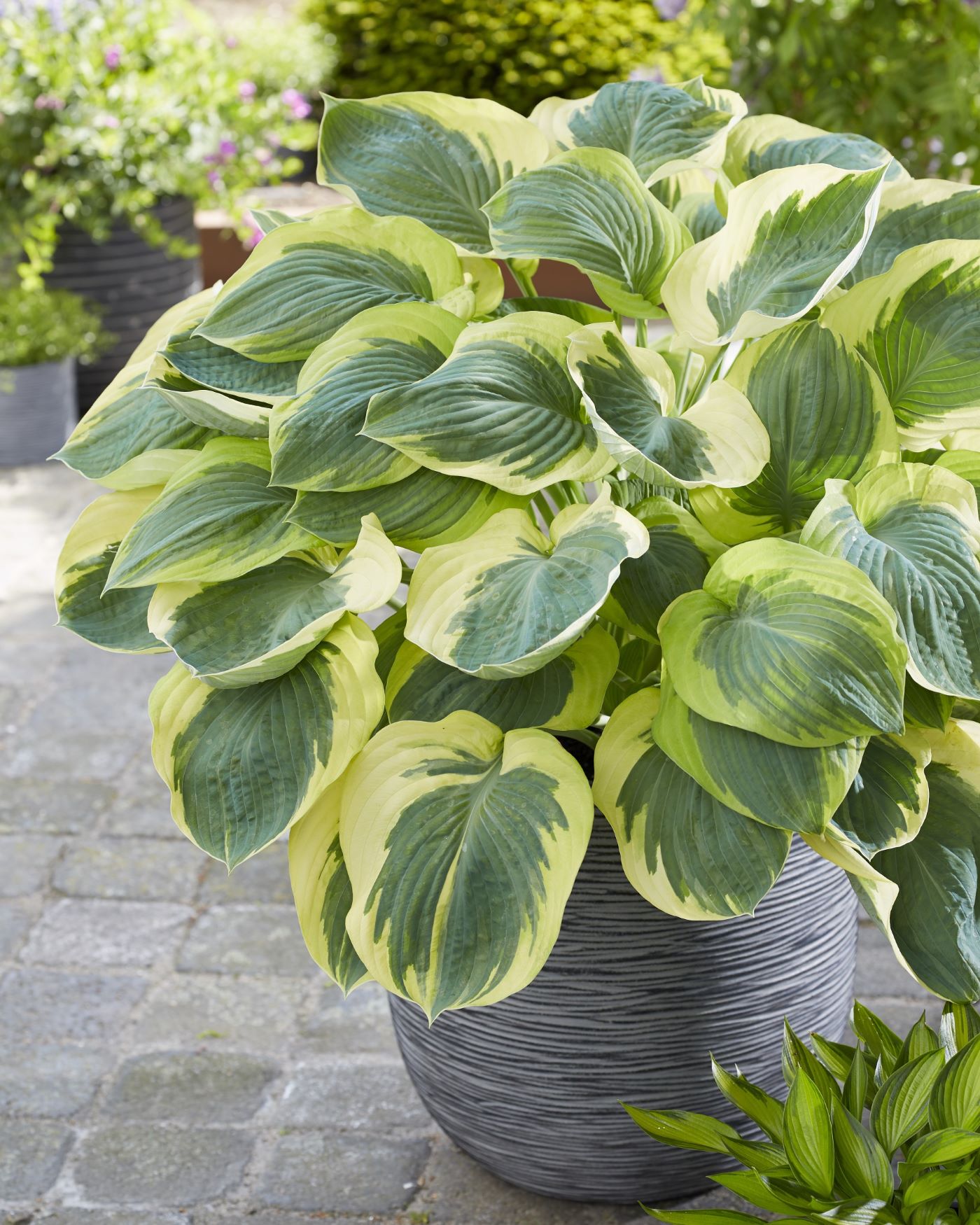 Hosta Orion's Belt