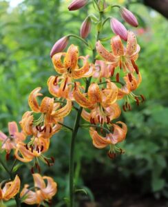 Lilium Martagon Peppard Gold