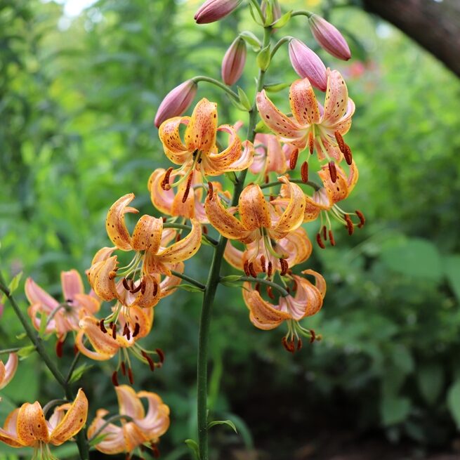 Lilium Martagon Peppard Gold