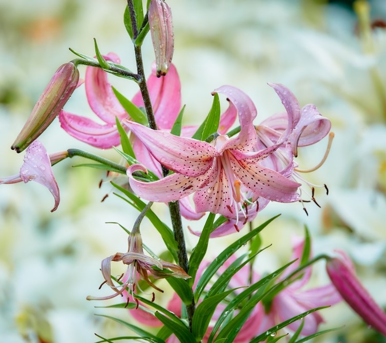 Lilium Martagon Pink Morning - Image 2