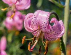 Lilium Martagon Pink Morning