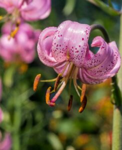 Lilium Martagon Pink Morning