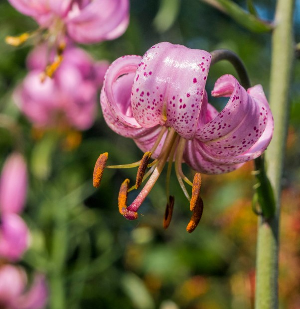 Lilium Martagon Pink Morning