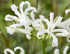 Nerine Bowdenii Like a Virgin