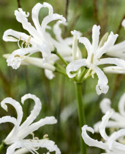 Nerine Bowdenii Like a Virgin