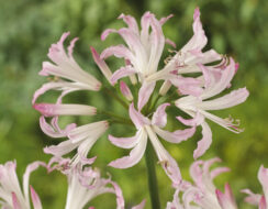 Nerine Bowdenii Lipstick