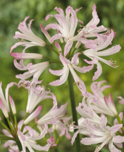 Nerine Bowdenii Lipstick