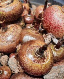 Scadoxus Bulbs