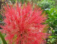 Scadoxus Multiflorus