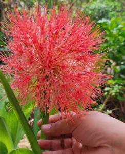 Scadoxus Multiflorus
