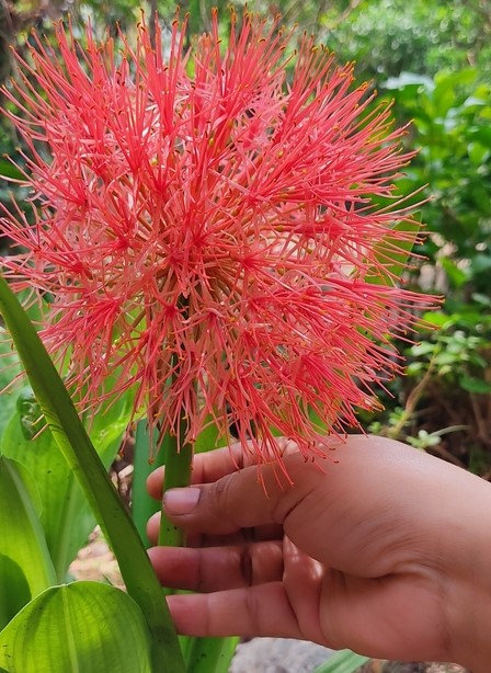 Scadoxus multiflorus