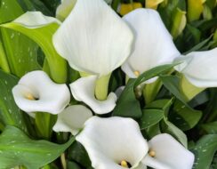 Zantedeschia Captain Beluga