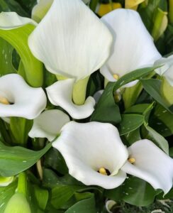 Zantedeschia Captain Beluga