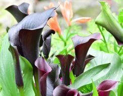 Zantedeschia Captain Beretta