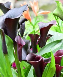 Zantedeschia Captain Beretta