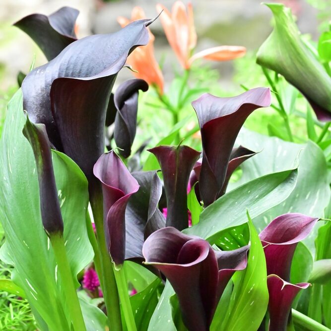 Zantedeschia Beretta