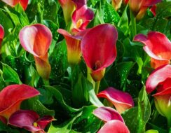 Zantedeschia Bloody Mary