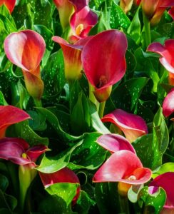 Zantedeschia Bloody Mary
