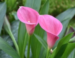Zantedeschia Captain Violetta