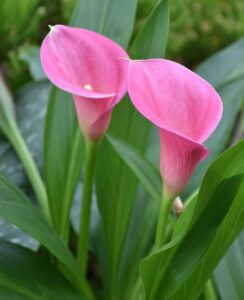 Zantedeschia Captain Violetta