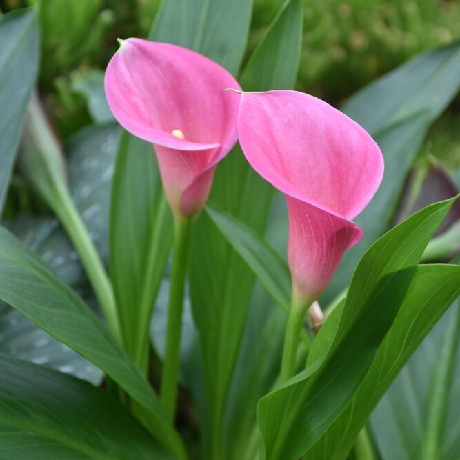 Zantedeschia Captain Violetta