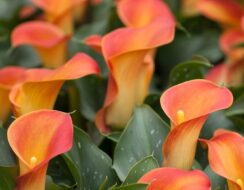 Zantedeschia Lady Marmalade
