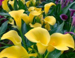 Zantedeschia Monte Carlo