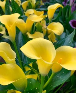 Zantedeschia Monte Carlo