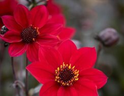 Dahlia Happy Days Cherry Red