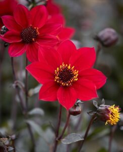 Dahlia Happy Days Cherry Red