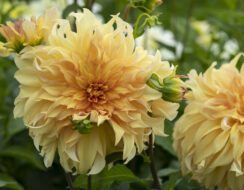 Dahlia Big Brother