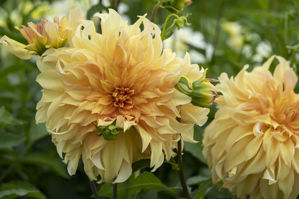 Dahlia Big Brother