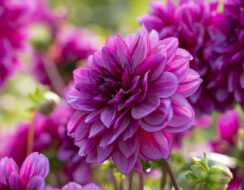Dahlia Blue Bell