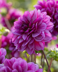 Dahlia Blue Bell
