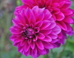 Dahlia Cartouche